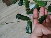 Hoya rotundifolia square 