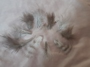 Pióra puchowe kury jedwabistej silka