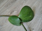 Hoya kerrii  sadzonka