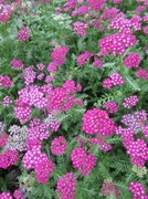 Krwawnik różowy bylina wieloletnia sadzonka 