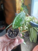 Hoya  AH 074 ukorzeniona  srebrna 