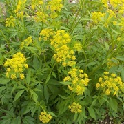 Ochłystka złocista, cycja - bylina rabatowa, rarytas