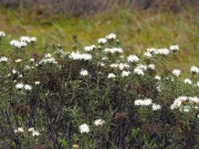 Ziele na mole (bagno zwyczajne)