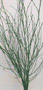 Dekoracyjne Gałązki brzozy malowane Ciemna Zieleń 60cm