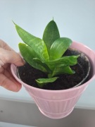 Sansevieria cylindryczna