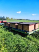 Sprzedam ule z pszczołami