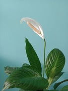 Skrzydłokwiat doniczka sadzonka 