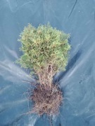 Sprzedam Tuje Tuja danica okrągła