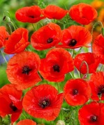 Mak polny czerwony na kwietną łączkę i do ogrodów wiejskich