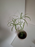 Papirus Cibora 2 aktywne sadzonki