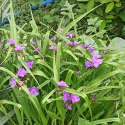 Trzykrotka wirginijska kwiaty ogrodowe 