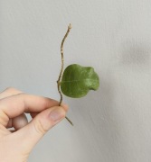 Hoya Patriciae patricia 