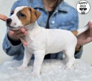 Jack Russell Terrier- szczeniaki z rodowodem