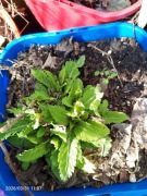 Szałwia april night