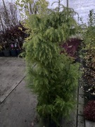 Szydłowca japońska Cryptomeria Elegans Vidris egzotyczne drzewko iglaste