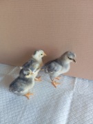 Kurczaki mix ras Silverudd blue, Marans, Tęczanka 