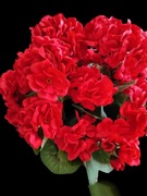 Bukiet czerwonych sztucznych pelargoni