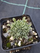 Skalnica 'Earl Grey' Saxifraga