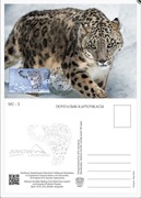 Kirgistan ** 2014r, Maxi karta - Pantera śnieżna