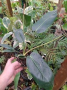 Philodendron IVAN SPIRIT
