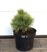 SOSNA LIMBA HERBSTWIND * ŁADNA DUŻA SADZONKA * RARYTAS