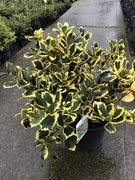 Ostrokrzew Golden King