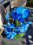 Storczyk niebieski silikonowy,XXL,Super jakość