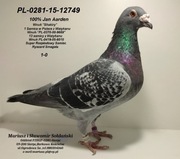 Oryg. M. i S. Sołdańscy (I.K.D. Łepuch  x Aarden- Wnuk Shakiry)