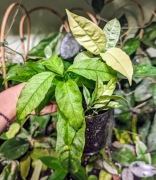 Hoya Multiflora Ghost - rarytas - sadzonki cięte