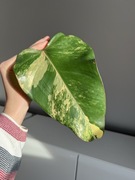 Philodendron Strawberry Shake