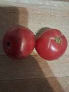 Nasiona pomidor Adonis min. 10szt.