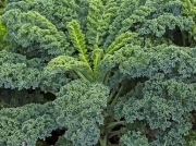 Jarmuż prosto z pola Smart Sprzedaż na pęczki!