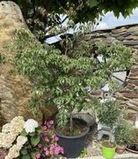 Dereń kousa Beni Fuji