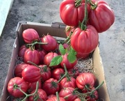 Pomidor ROSAMUNDA - 5 nasion 