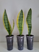 Sansewieria średnia dwukolorowa