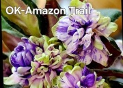 Fiołek afrykański OK Amazon Trail sadzonka 