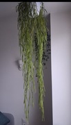 Hoya Linearis Hoya