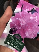 Rododendron kwitnący w marcu duża sadzonka