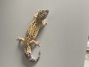 Gekon lamparci samica High Yellow