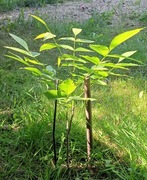 Orzech włoski Jacek SADZONKI z korzeniem do 49 cm 3 letnie