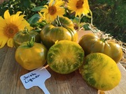 IRISh LIQUER nasiona Pomidor Kolekcjonerski