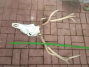 Trofeum myśliwskie Poroże 