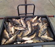 Sprzedam kroczek karpia