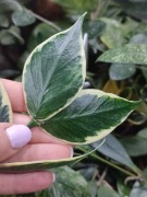 Hoya Polyneura Albomarginata - do ukorzenienia 