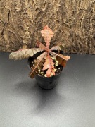 Biophytum soukupii - sadzonka Terrarium Paludarium