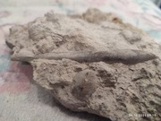 Belemnit 11cm  szer. 1 cm 