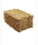 Słoma żytnia osznurowana zbiór 2025 kostka 