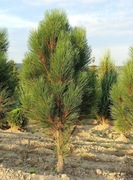 Sosna pinus Green Rocke 80-100 cm 