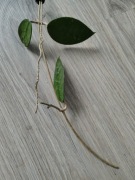 Hoya ameon Java sadzonka 