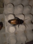 Karaczany Madagaskarskie 4-6 cm 5 szt + Heat Pack gratis 